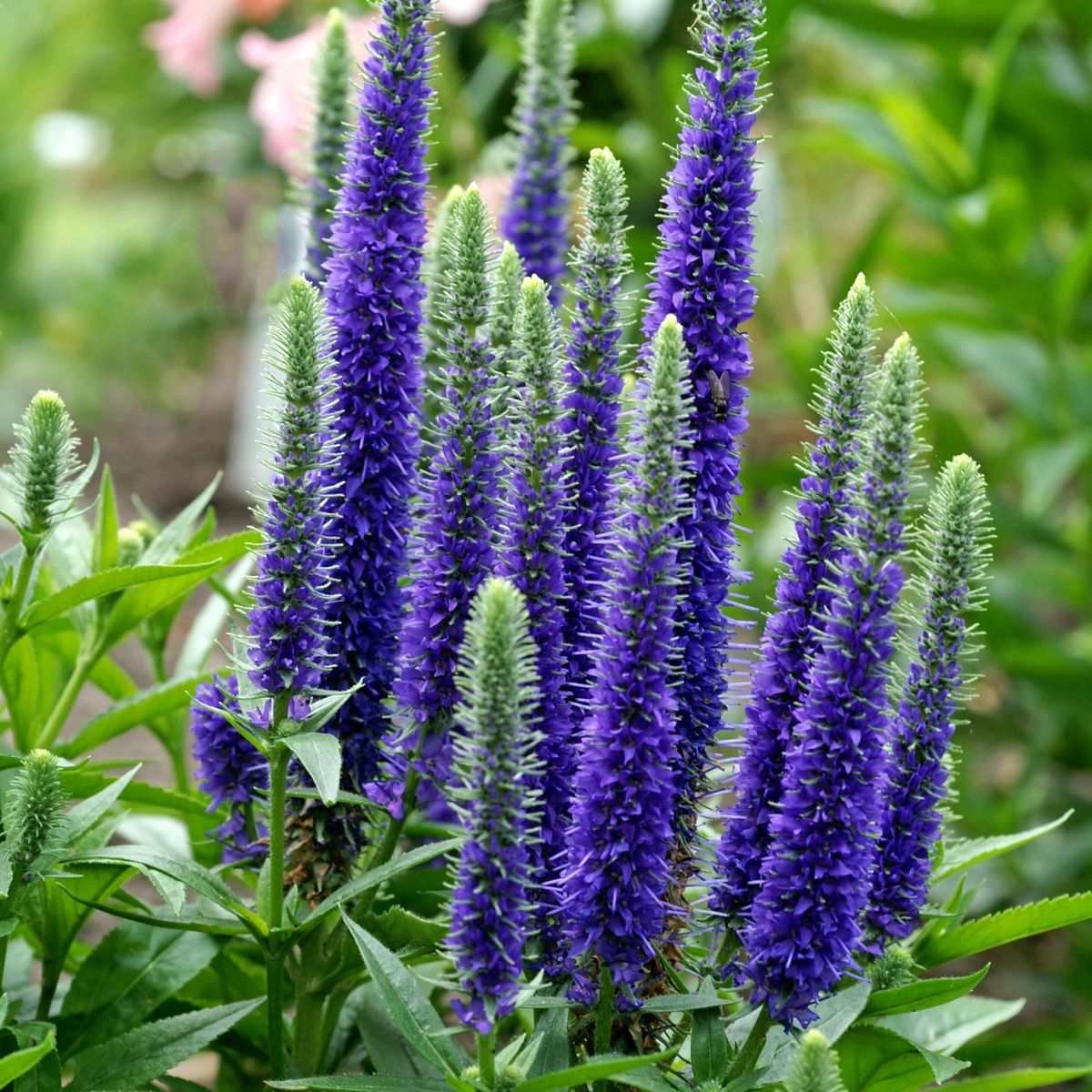 Veronica spicata f. nana Blauteppich -Frø-