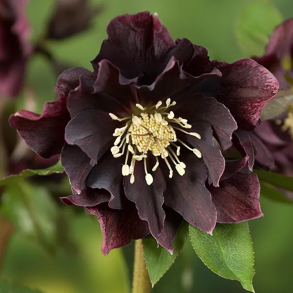 Hovedbilde Helleborus o. Double Ellen Purple. Julerose - 1 ...