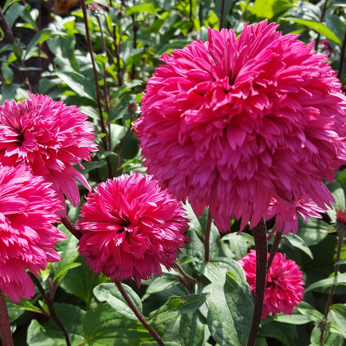 Echinacea purpurea Blackberry Truffle. Solhatt  1 rot