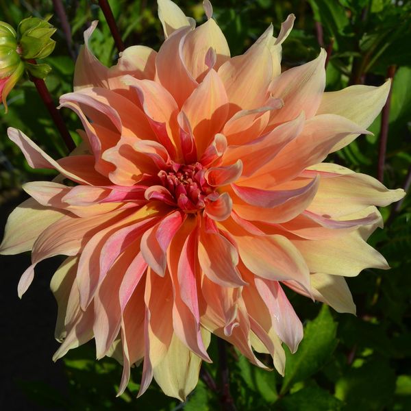 Hovedbilde Dahlia Labyrinth - 1 knoll