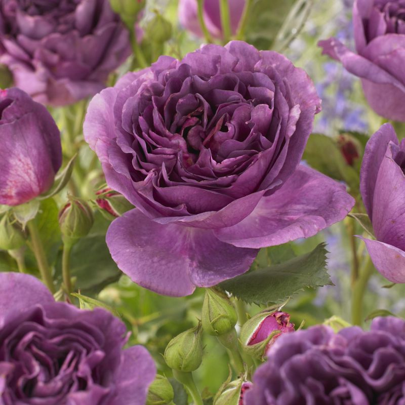 Rose Minerva. Buskrose