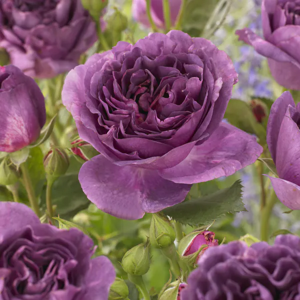 Hovedbilde Rose Minerva. Buskrose