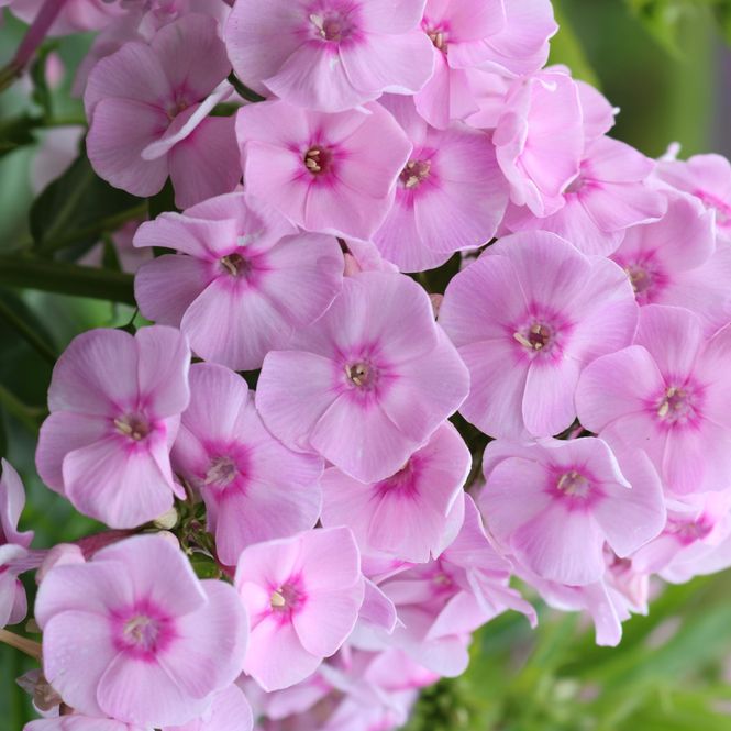 Hovedbilde Phlox amplifolia Captain Puggleface - Høstfloks - ...
