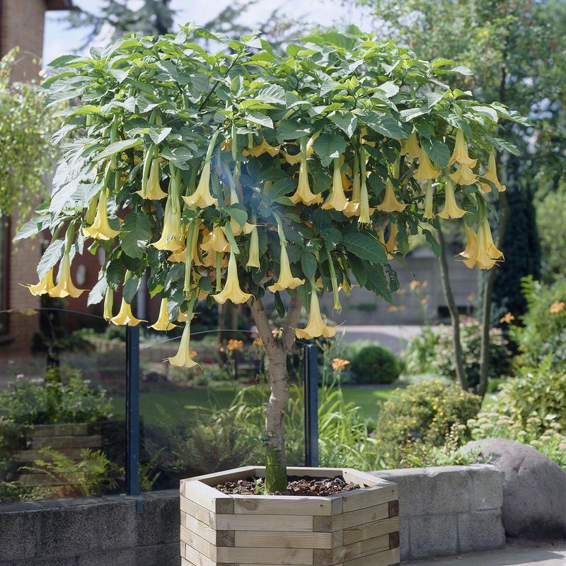 Brugmansia, gul blomst. 1 plante i 9 cm potte. 