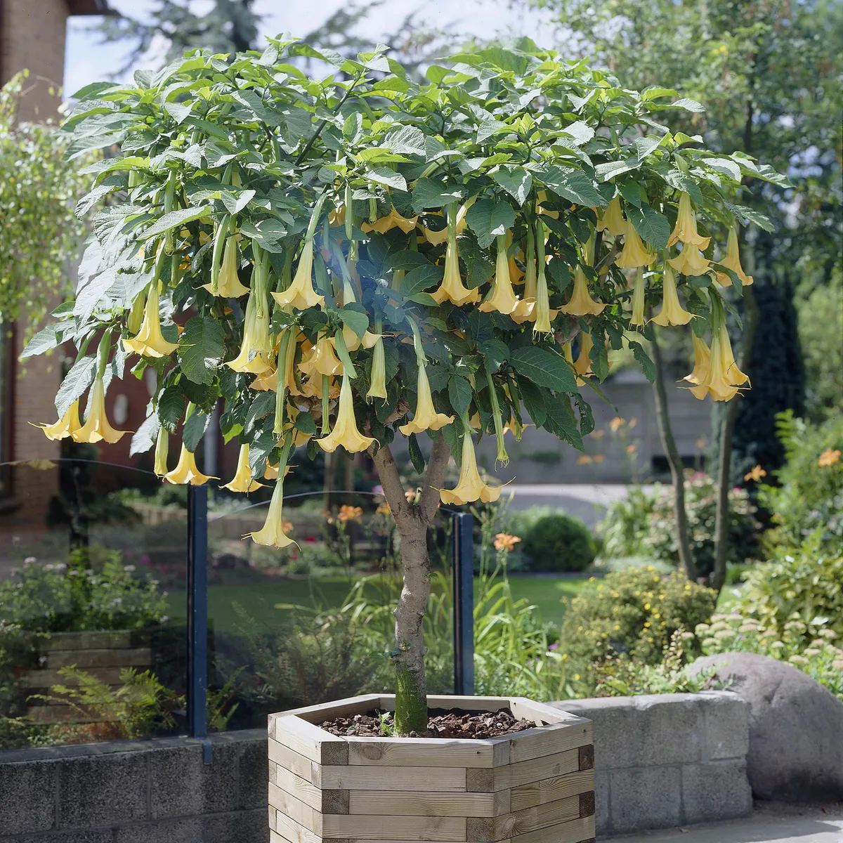 Brugmansia, gul blomst. 1 plante i 9 cm potte. 