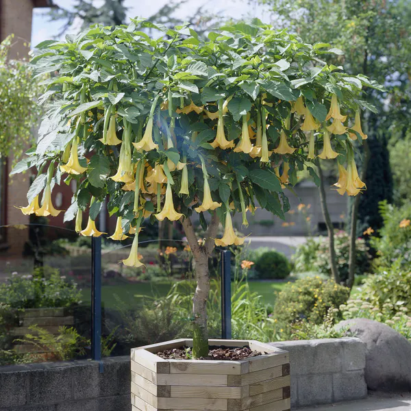 Hovedbilde Brugmansia, gul blomst. 1 plante i 9 cm potte. 