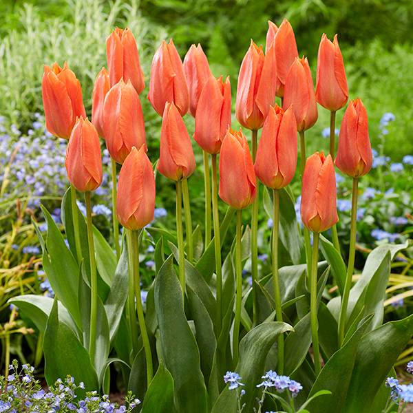 Bilde av Tulipan Orange Brilliant - 10 løk
