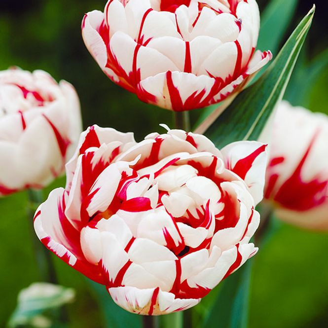 Hovedbilde Tulipan Carnaval de Nice - 7 løk