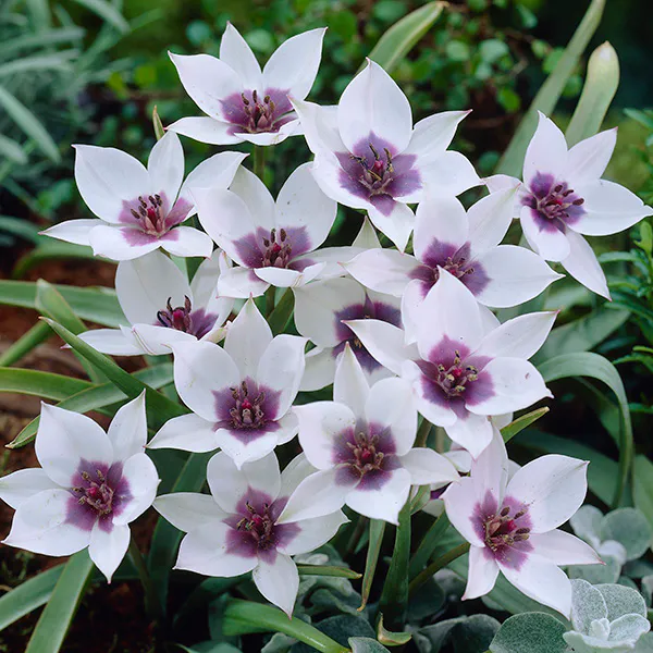 Hovedbilde Botanisk tulipan Alba Coerulea Oculata  - 3 løk 