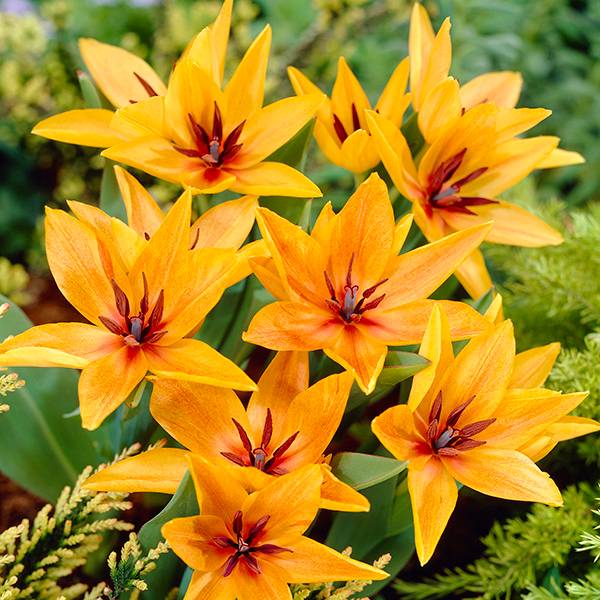 Bilde av Botanisk tulipan, Tulipa praestans Shogun - 6 løk