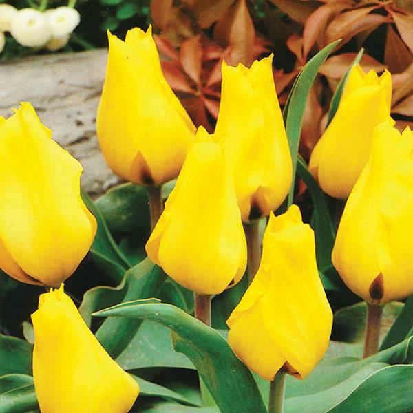 Bilde av Tulipan Gold West - 8 løk
