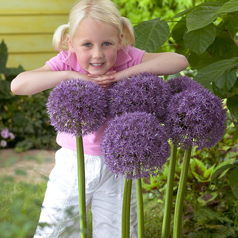 Allium Roundn Purple - 1 løk 