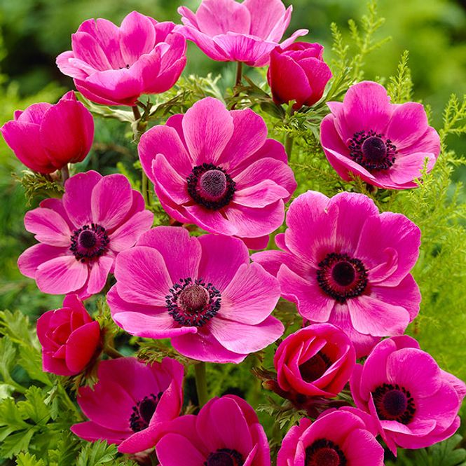 Hovedbilde Anemone Sylphide - 10 knoller          