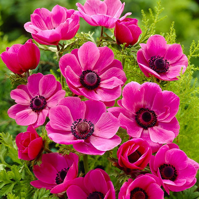 Anemone Sylphide - 10 knoller          