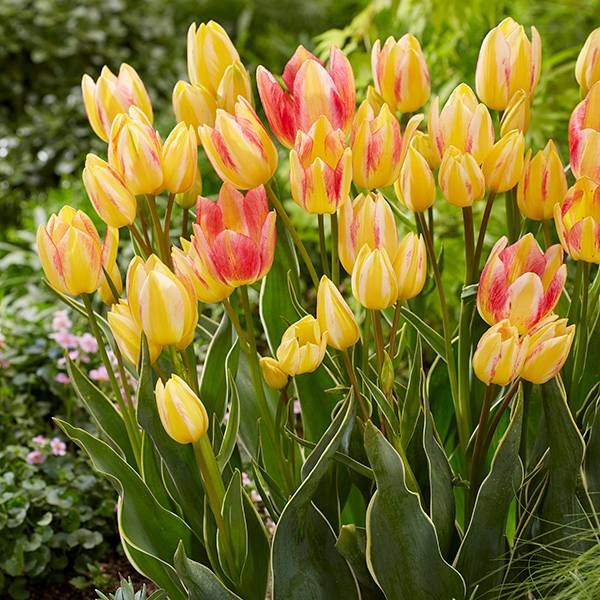 Bilde av Tulipan Antoinette - 8 løk - Nyhet!