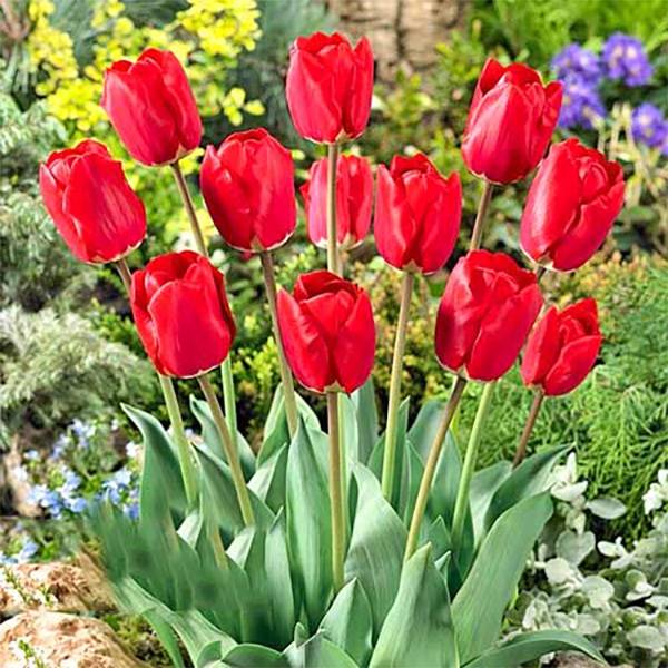 Bilde av Tulipan Fostery King - 10 løk