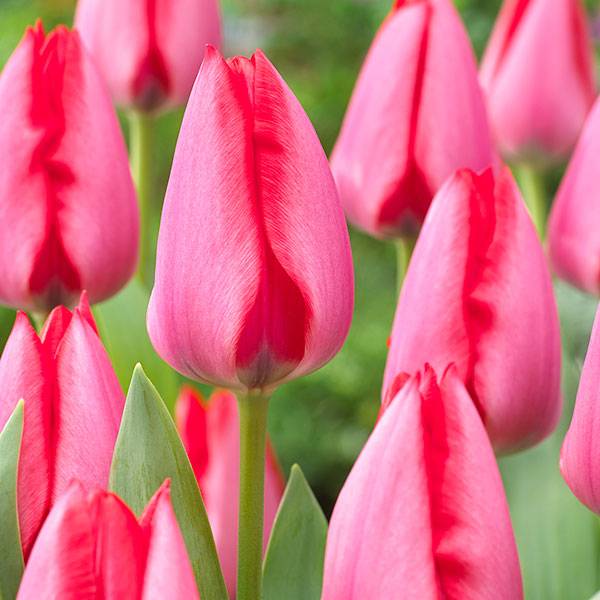 Bilde av Tulipan Trick - 10 løk