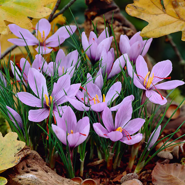 Hovedbilde Krokus Sp. Sativus – Safrankrokus - 10 løk