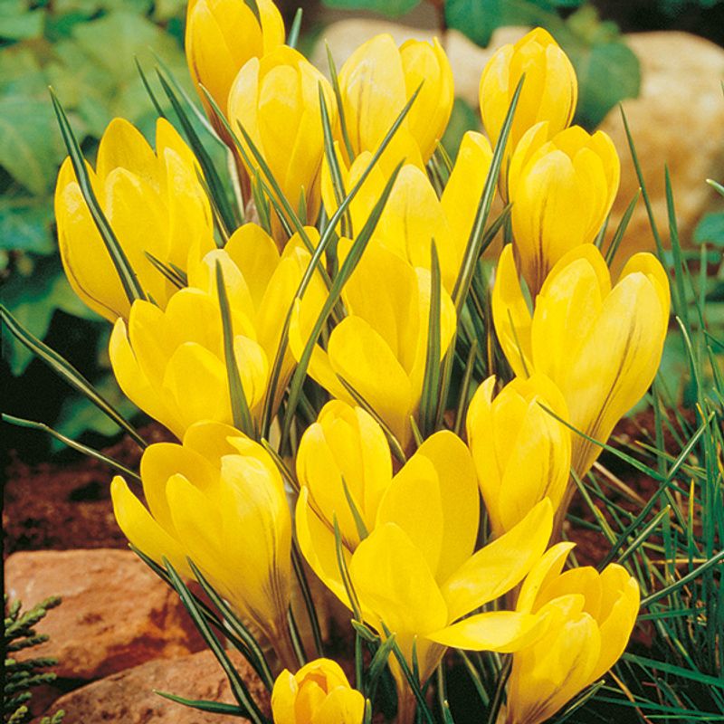 Krokus Big Yellow - 12 knoller