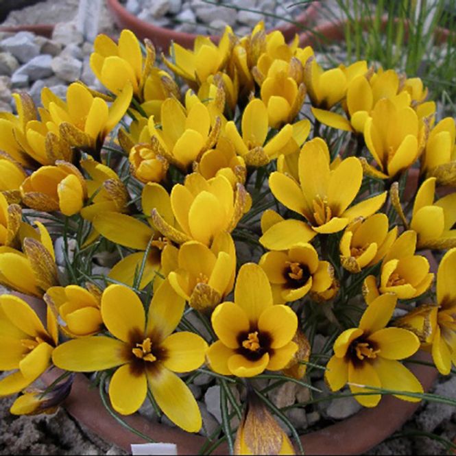 Hovedbilde Krokus Korolkowii - 15 knoller