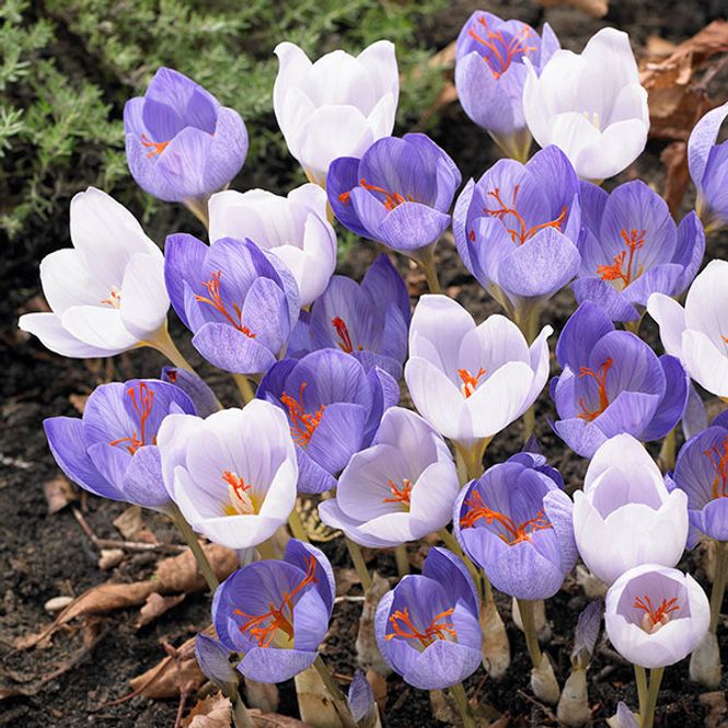 Hovedbilde Krokus speciosus mix - 10 løk
