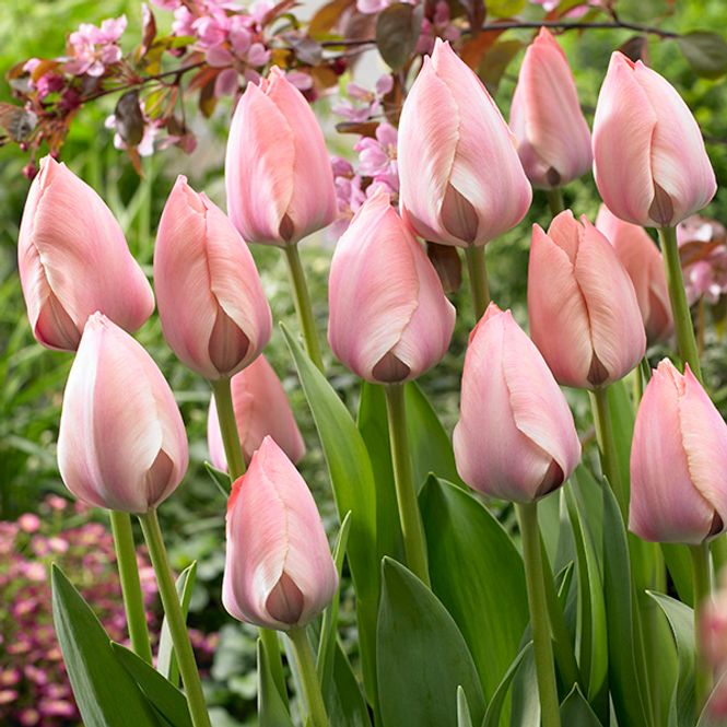 Hovedbilde Tulipan Salmon Van Eijk - 10 løk 