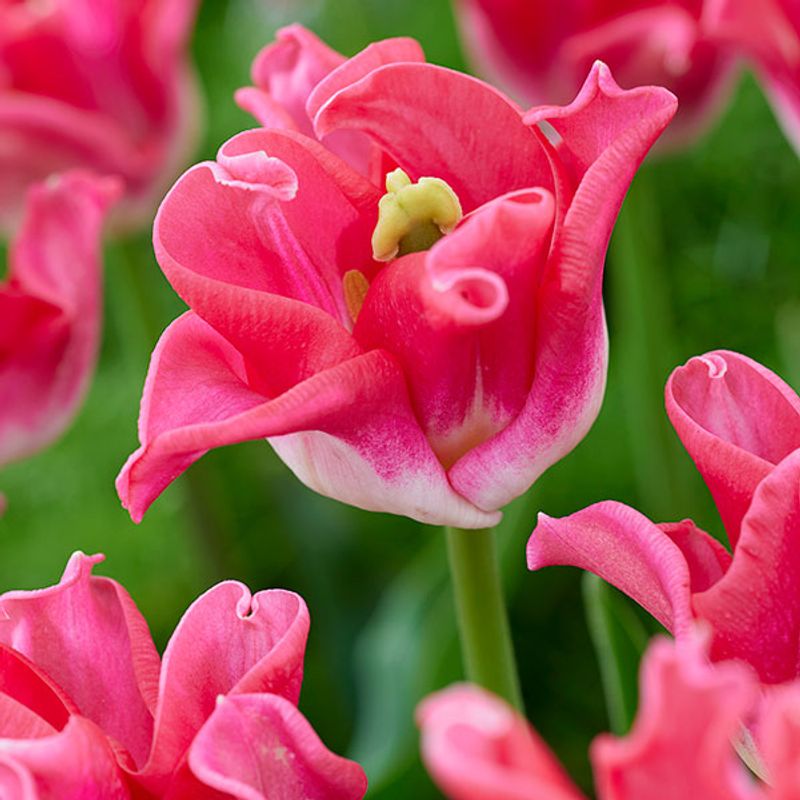 Tulipan Crown of Dynasty - 6 løk