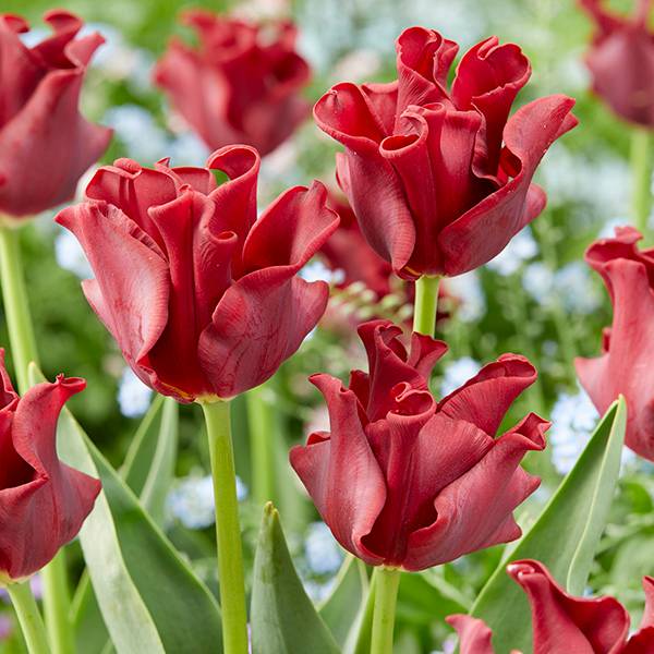 Bilde av Tulipan Red Dress - 6 løk - Nyhet!