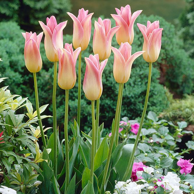 Hovedbilde Tulipan Elegant Lady - 10 løk