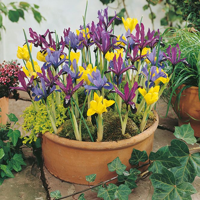 Hovedbilde Iris reticulata Mixed - 15 løk