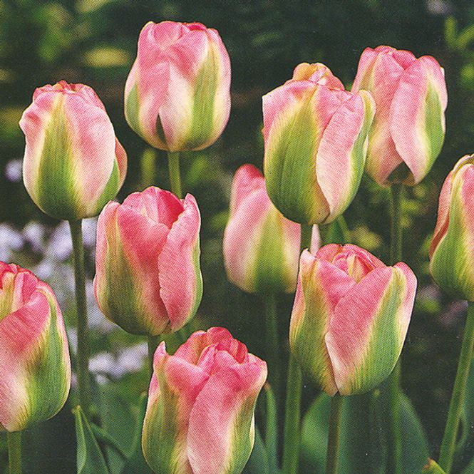 Hovedbilde Tulipan Groenland - 8 løk