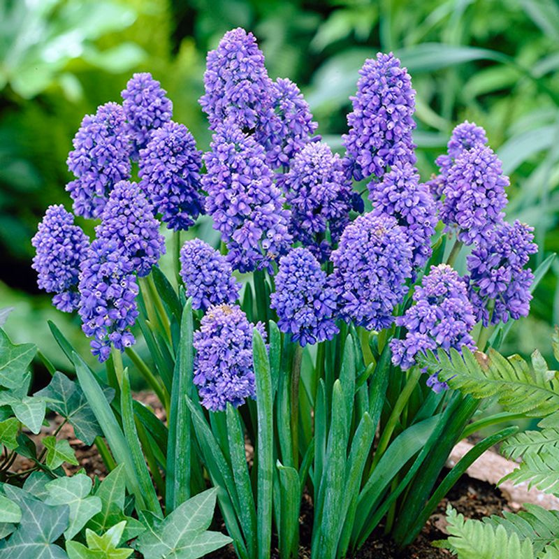 Muscari Blue Spike. Perleblomst - 10 løk