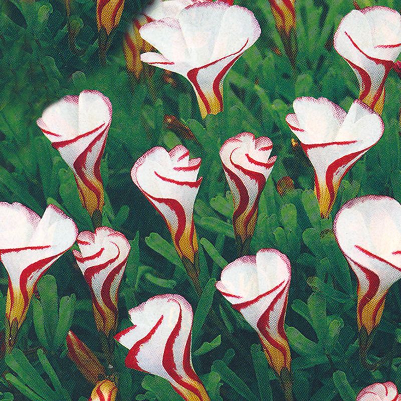 Oxalis versicolor - 5 løk