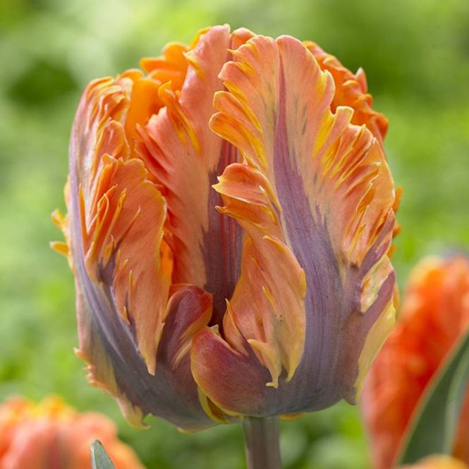 Hovedbilde Tulipan Princess Irene Parrot - 6 løk