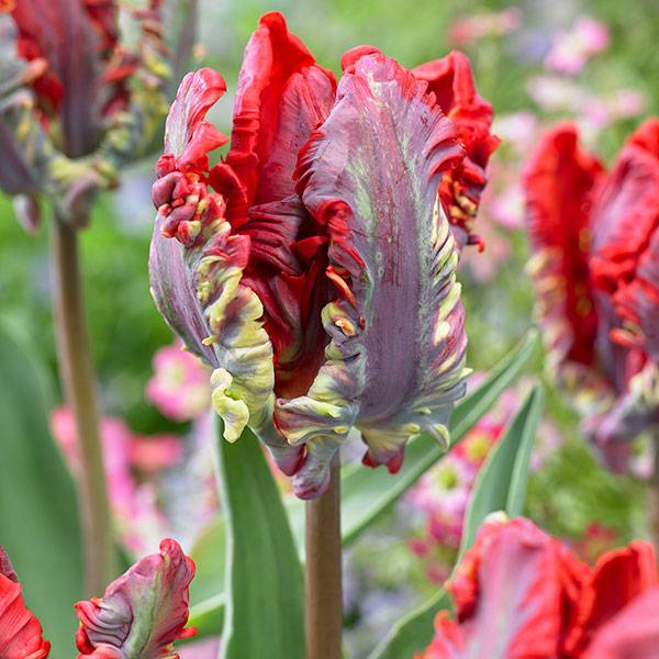 Bilde av Tulipan Rococo - 8 lk
