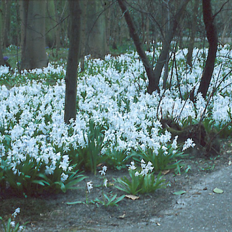 Scilla tubergeniana - 6 løk