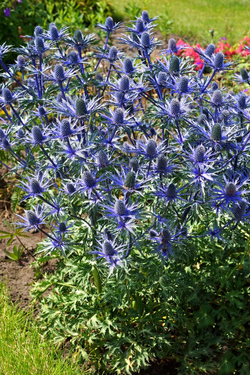 Eryngium olivierianum Big Blue. Hagestikle - 1 rot