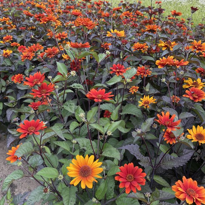 Hovedbilde Heliopsis helianthoides Bleeding Hearts. Soløye - ...