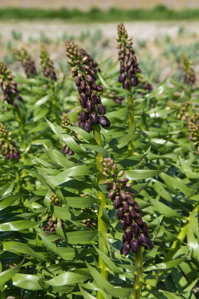 Fritillaria Purple Dynamite. Keiserkrone - 1 løk