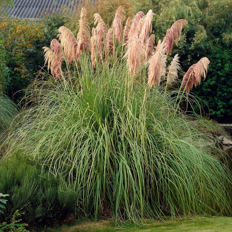 Cortaderia selloana. Pampasgress, rosa - 1 plante i 9 cm potte 
