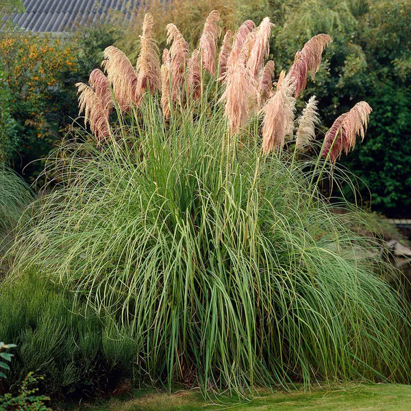 Hovedbilde Cortaderia selloana. Pampasgress, rosa - 1 plante ...