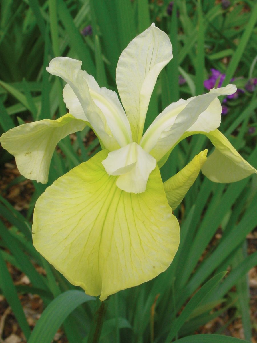 Iris sibirica Butter and Sugar - 1 rot