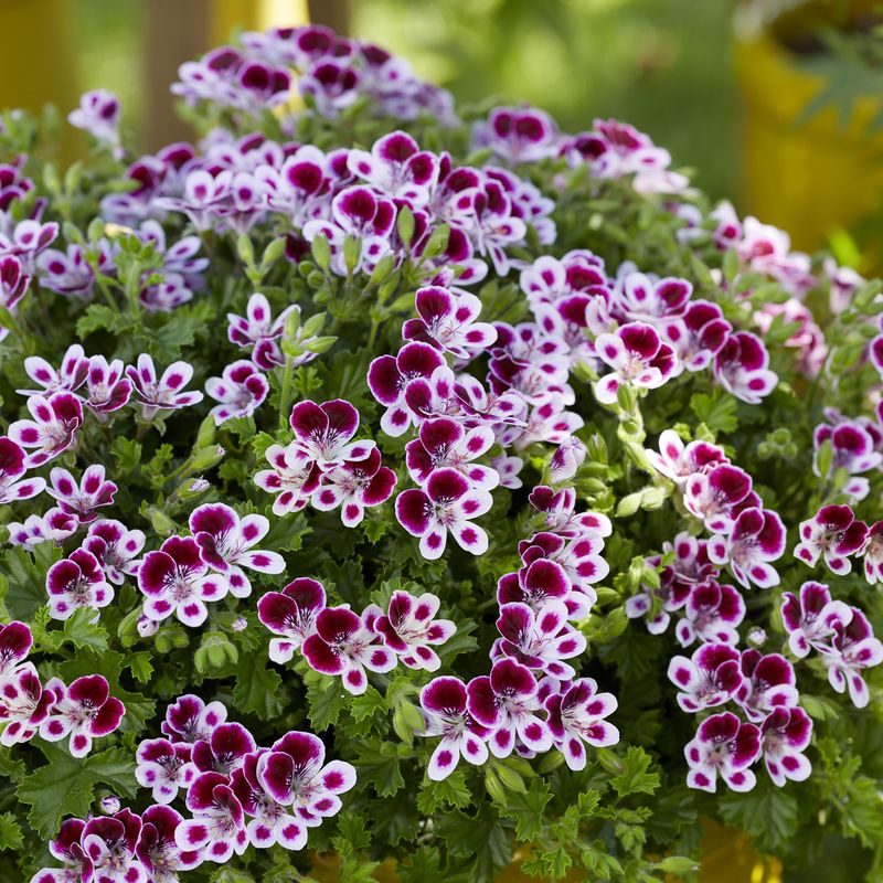 Pelargonium crispum Nova i 10,5 cm potte.