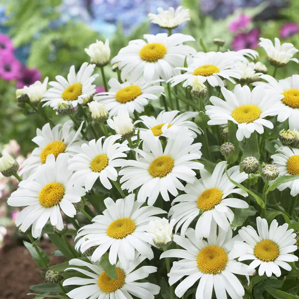 Hovedbilde Chrysanthemum Dwarf Snow Lady F1. Kjempekrage - ...
