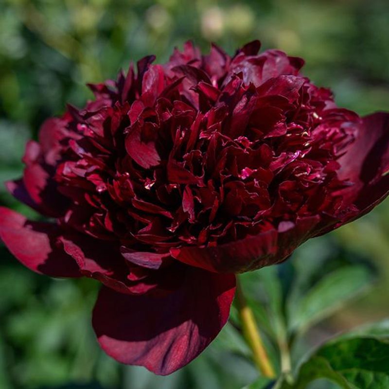 Paeonia lactiflora Black Beauty. Silkepeon 1 rot.
