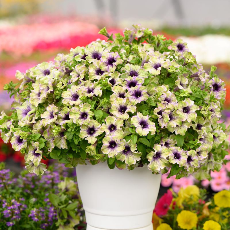 Petunia Amazonas Plum Cockatoo. 1 plante i 10,5 cm potte