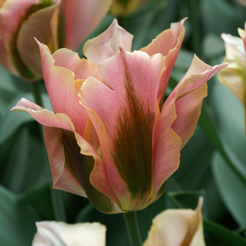 Tulipan Artist - 6 løk