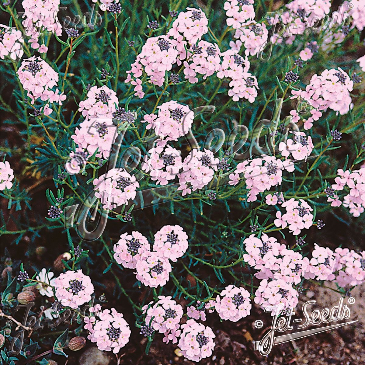 Aethionema grandiflorum. Vokskorsblomst  - Frø -
