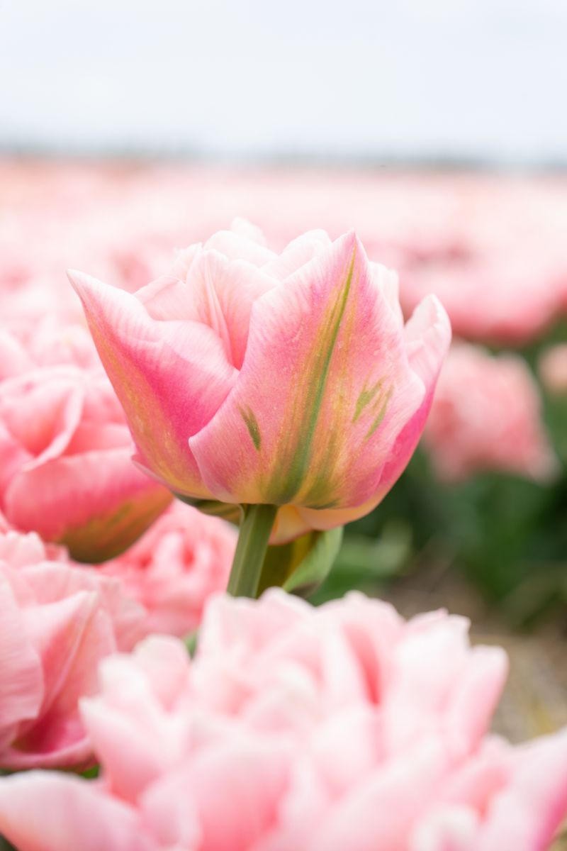 Tulipan Dreamer  5 løk
