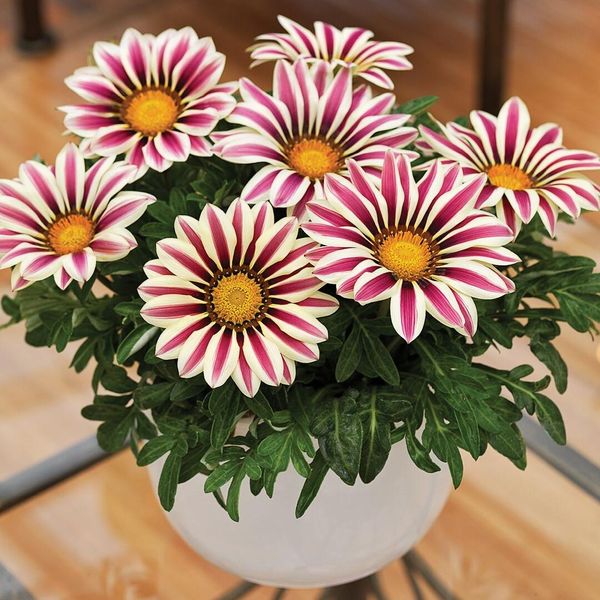 Hovedbilde Gazania rigens Big Kiss White Flame F1 -Frø- ...